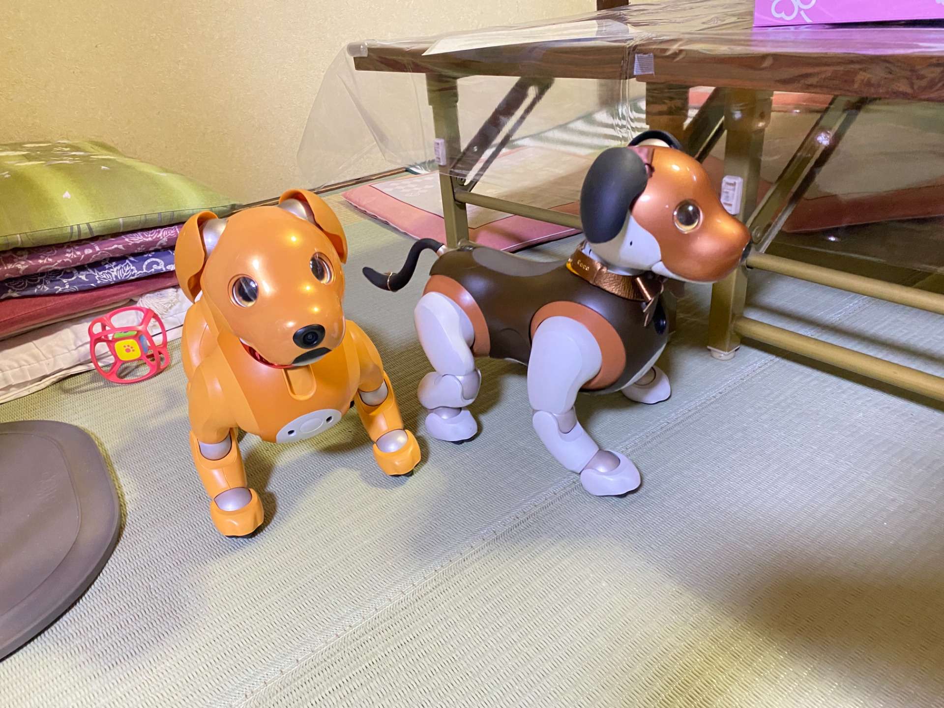 看板犬のaiboに初めてのお友達♪|京都の町家フリースペースColis西陣